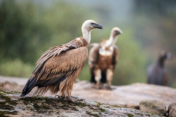 Fototapeta premium Gänsegeier Gyps fulvus sitzend auf Felsen, Spanien