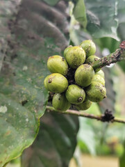 Coffee berries on trees in farm and garden. Raw coffee beans in production season.