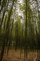 Arashiyama Bamboo Forest, Kyoto, Japan