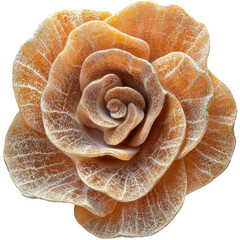 Isolated Flower Design on Transparent Background for Digital Use