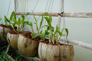 Dry Coconut peel pot form for planting orchid with morning light. Fresh homegrown, organic...