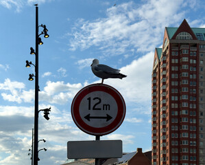 Seagull perched on a round road sign. High rise buildings and blue sky. Rotterdam Netherlands
