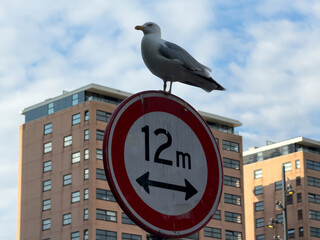 Seagull perched on a round road sign. High rise buildings and blue sky. Rotterdam Netherlands