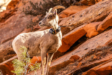 Desert Mountain Goat in Zion National Park in Utah