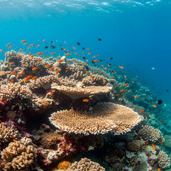 Vibrant Coral Reef: Underwater Paradise