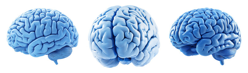 Blue 3D Brain Model Isolated on Transparent Background Displayed