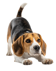 Cute beagle dog is playfully crouching with its front paws on ground and its tail raised, showcasing curious expression. This adorable pose captures playful nature of breed