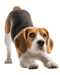 Cute beagle dog doing downward dog yoga pose, showcasing flexibility and playfulness. This adorable canine is isolated against clean background, exuding charm and energy