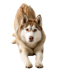Fototapeta premium Fit husky dog is performing side stretch pose mat, showcasing its strong physique and playful demeanor. dog fur is mix of brown and white, highlighting its striking features and alert expression