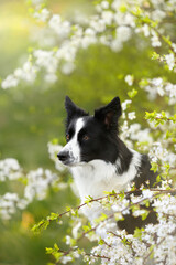 purebreed black and white border collie dog with brown eyes, black nose and fluffy fur portrait in...