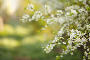 small white wild cherry flowers and green leaves on a soft blur green nature background
