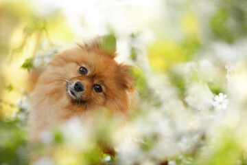 purebreed pomeranian spitz dog with brown eyes, black nose and fluffy brown fur portrait in the...