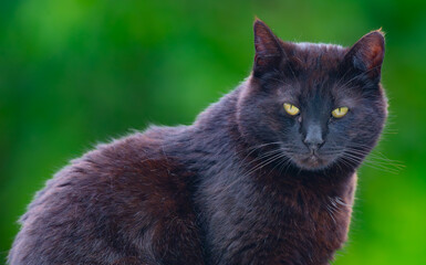 Portrait of a black domestic cat with bright yellow eyes isolated against a blurred out green background