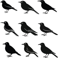 Fototapeta premium set of birds silhouette on white
