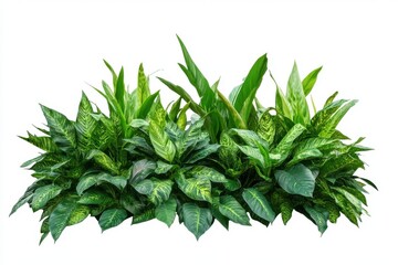 Obraz premium Lush green tropical plant arrangement isolated on white background