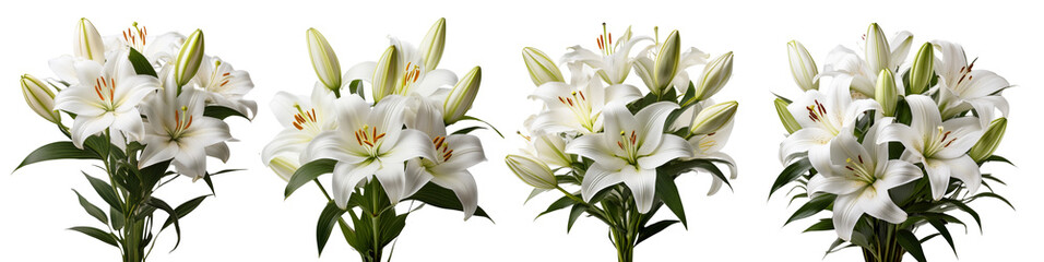 Fototapeta premium A collection of beautiful white lilies in full bloom showcasing their elegance and grace.