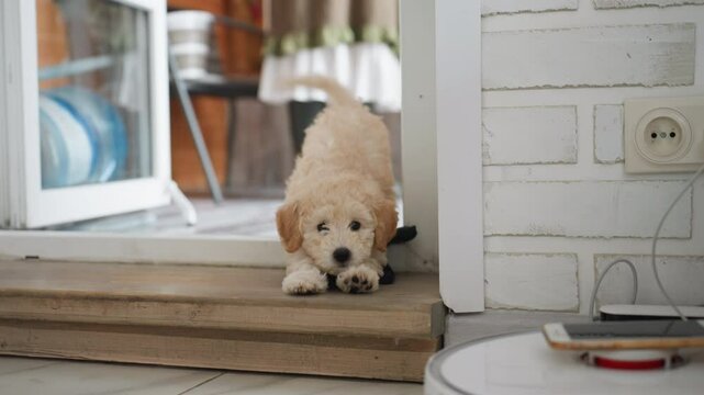 Chow chow dog walking out of doorway toward outside past blurred owner legs in rubber boots under bright natural light near wall socket with smartphone plugged into charger on table and visible vacuum