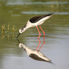 Black-winged stilt (Himantopus himantopus) mirroring, very long-legged wader in the avocet and stilt family. Nature reserve of the Isonzo river mouth, Isola della Cona, Friuli Venezia Giulia, Italy.	