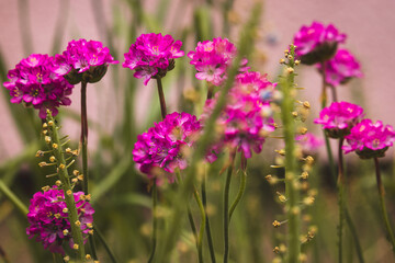 Spring flowers on a sunny May day. Blurred background, close-up of a flower.