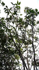 towering trees with green leaves and beautiful white flowers are in the garden