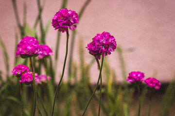 Obraz premium Spring flowers on a sunny May day. Blurred background, close-up of a flower.