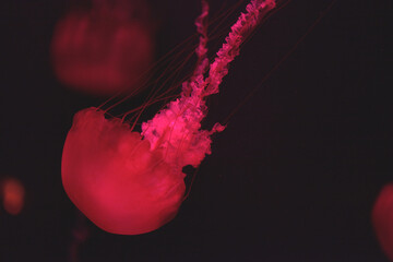 A captivating close-up photograph of a red jellyfish gracefully swimming through the deep dark water