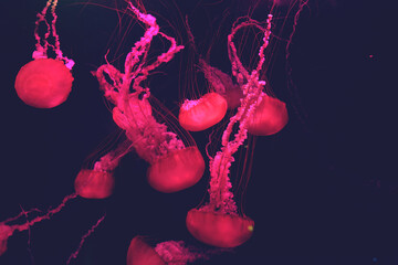 Family of the red jellyfish swimming through the deep dark water