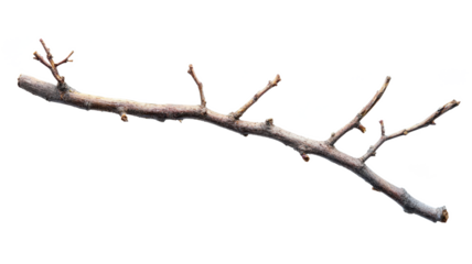 Withered twig png dry branch png dead stick png isolated on white background image