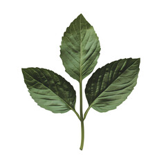 Three Green Leaves on Stem Botanical Illustration Nature Photography Plant Detail isolated on transparent background