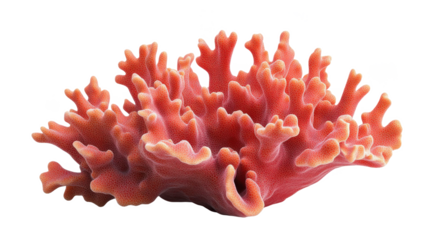 Coral png sea coral png reef element png isolated on solid white background image