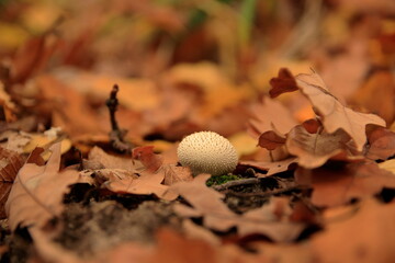 golf ball on the ground