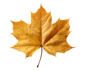 Fototapeta premium Vibrant maple leaf in rich golden hue, showcasing intricate veins and natural texture, isolated against clean background. This leaf embodies essence of autumn beauty and tranquility
