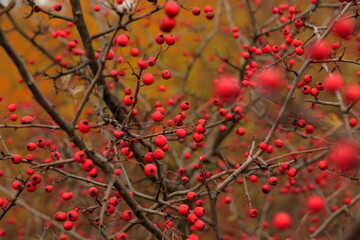red autumn leaves background