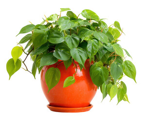 Vibrant Philodendron plant with lush green leaves, beautifully arranged bright orange pot, adds fresh and lively touch to any space. Its glossy foliage creates cheerful atmosphere, perfect
