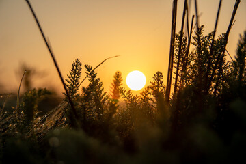 sunset over the field