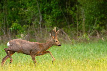 Roe Deer Buck Walking Across a Green Grassy Meadow in Front of a Forest on a Sunny Spring Day