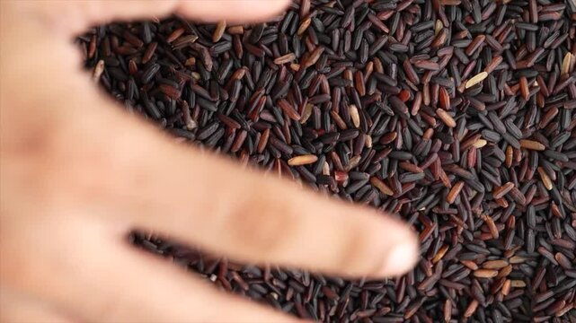 Macro video of black rice kept on rotating disk. Close up video of organic black rice.
