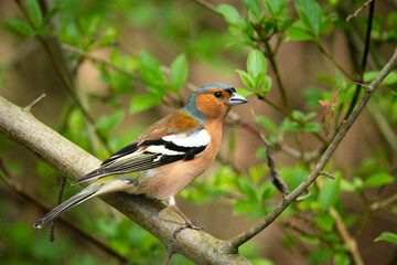 A chaffinch bird sits on a branch