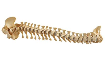 human spine anatomy png spine bone png vertebral column png medical anatomy png skeletal system png transparent background image
