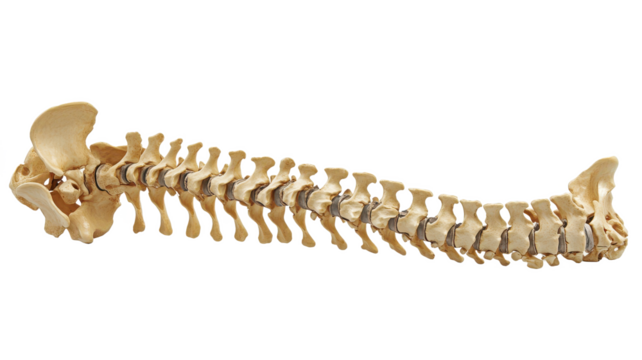 human spine anatomy png spine bone png vertebral column png medical anatomy png skeletal system png transparent background image