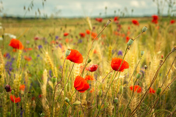 Red poppies and other flowers grow in a grain field