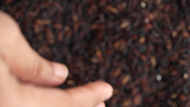 Macro video of black rice kept on rotating disk. Close up video of organic black rice.