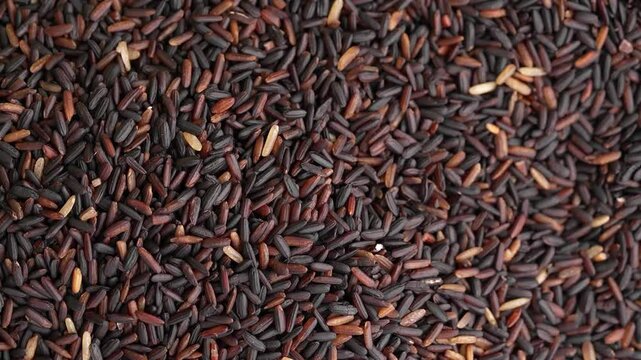 Macro video of black rice kept on rotating disk. Close up video of organic black rice.