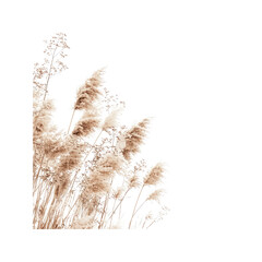 Dried Pampas Grass Corner Border - Neutral Beige Tones, Natural Texture