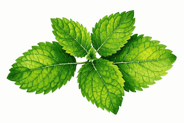 Lemon Balm’s Citrus Serenity herb lemon balm isolated watercolor vector illustration svg