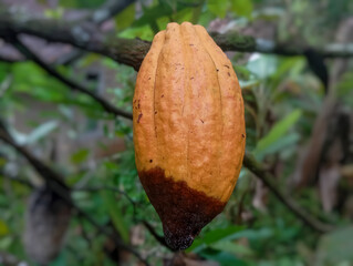 ripe cocoa fruit with fruit rot pest