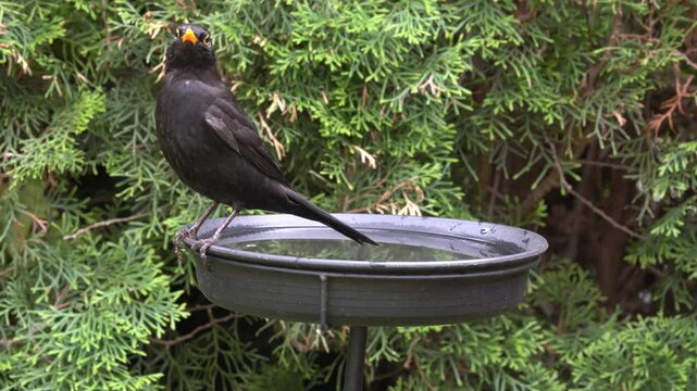 blackbird at the birdbath in the garden