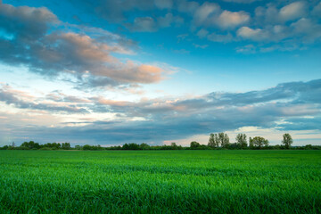 Green field and evening clouds on the sky