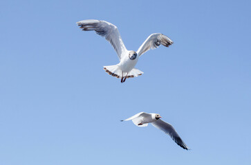 Fototapeta premium Two seagulls glide gracefully in bright blue sky. One bird features outstretched wings while other flies below. Image captures essence of freedom and nature