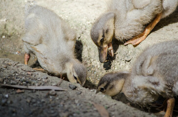 Group of ducklings pecking earth in sunlight. Feathers fluffed under bright lighting. Rough terrain...